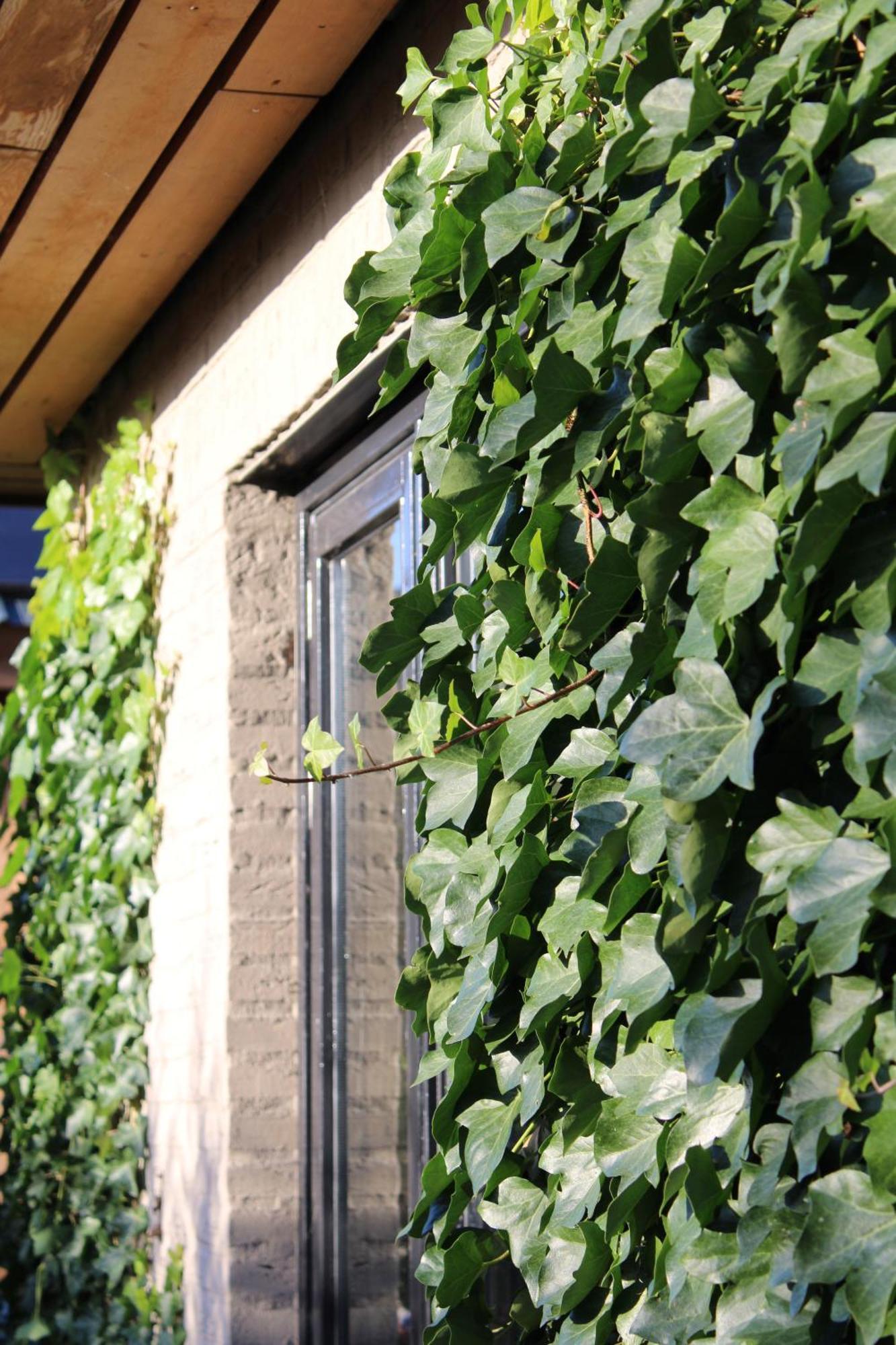 Bed and Breakfast Tiny House In De Boomgaard Stad aan 't Haringvliet Zewnętrze zdjęcie